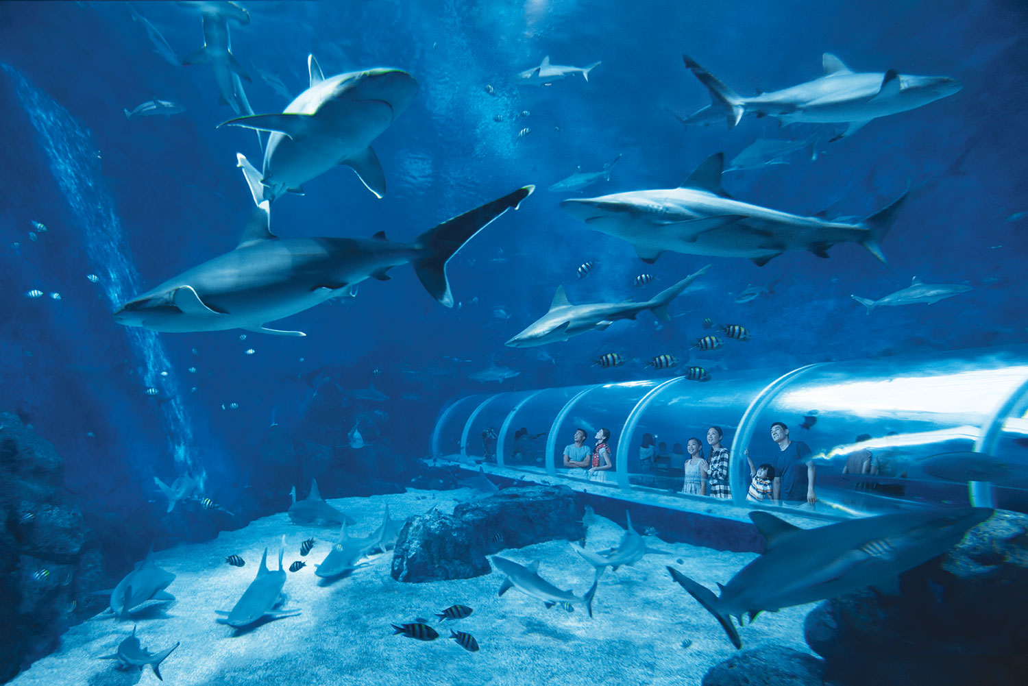 Immersive Underwater Journey at S.E.A Aquarium 