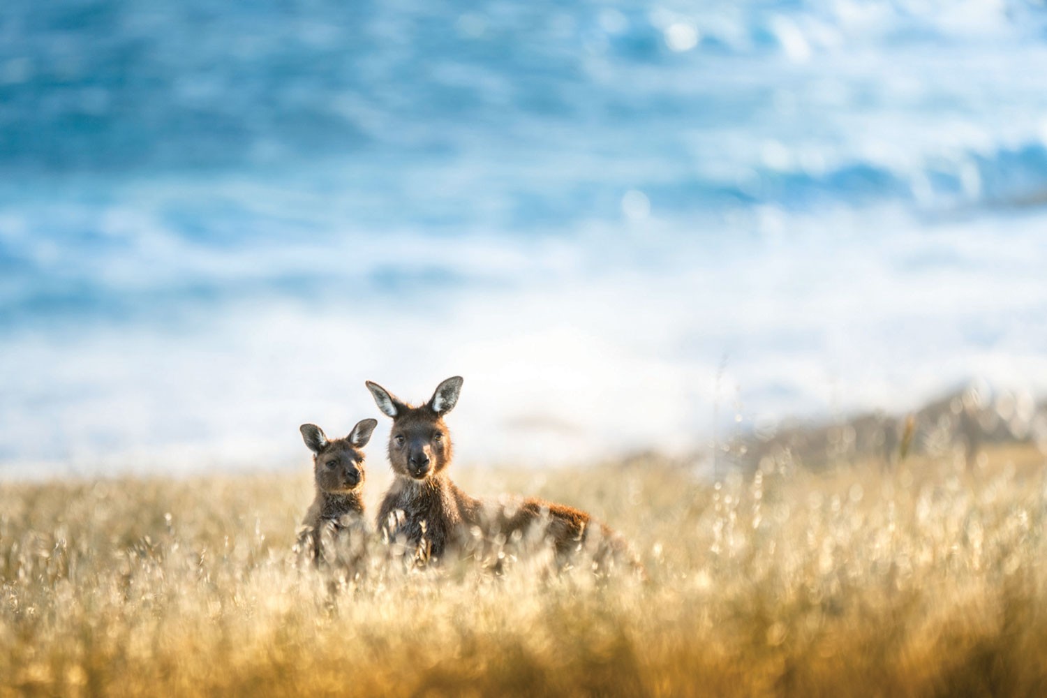 Come Face To Face With Australia’s Wildlife 
