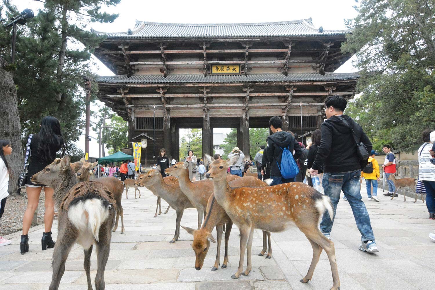 Nara: Lively Ancient City 