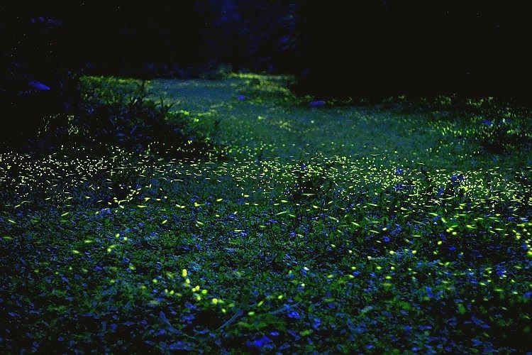 Fascinating fire flies in spring