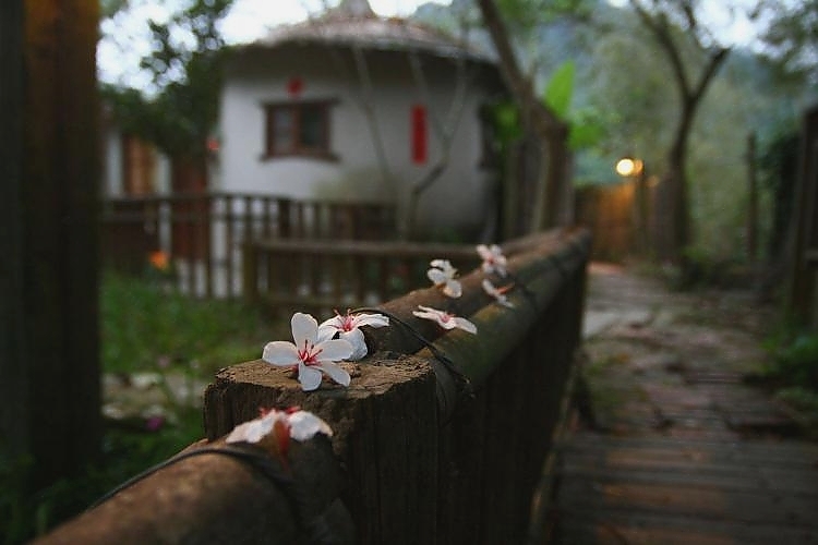 Tung Tree Flower Festival