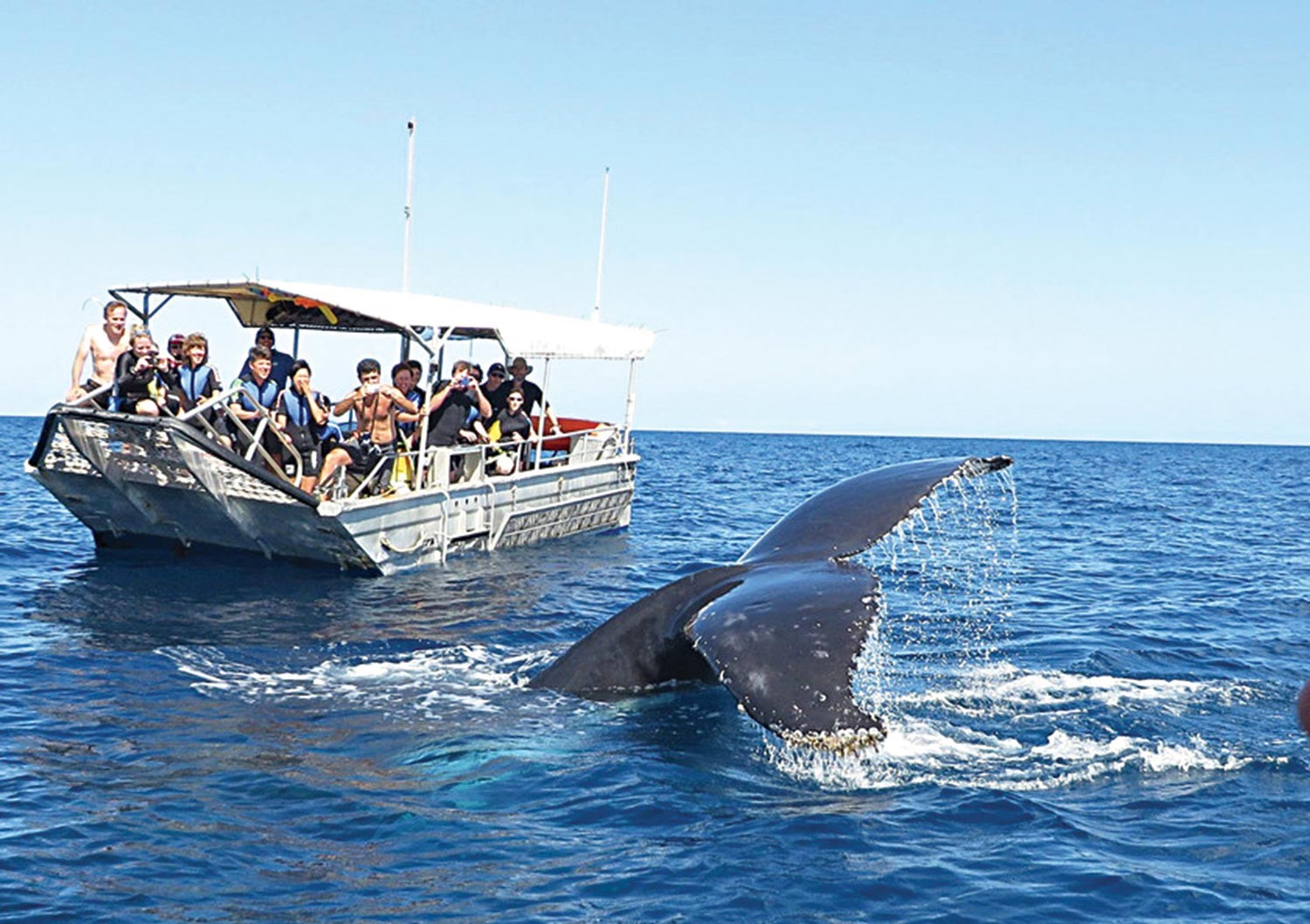 Seasonal Wildlife Events in Australia