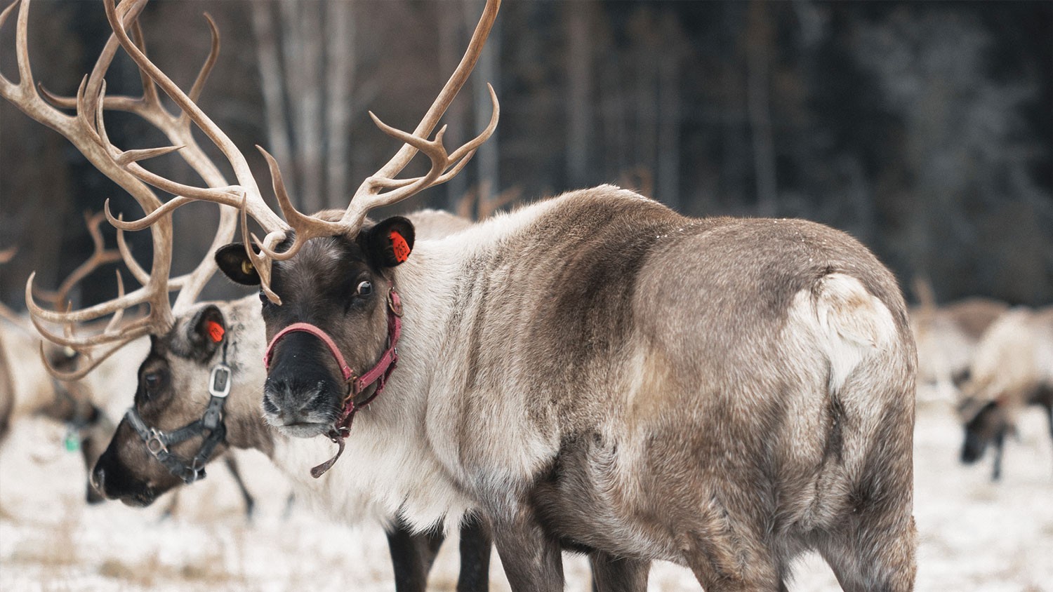 Alaska: Explore The Far North 