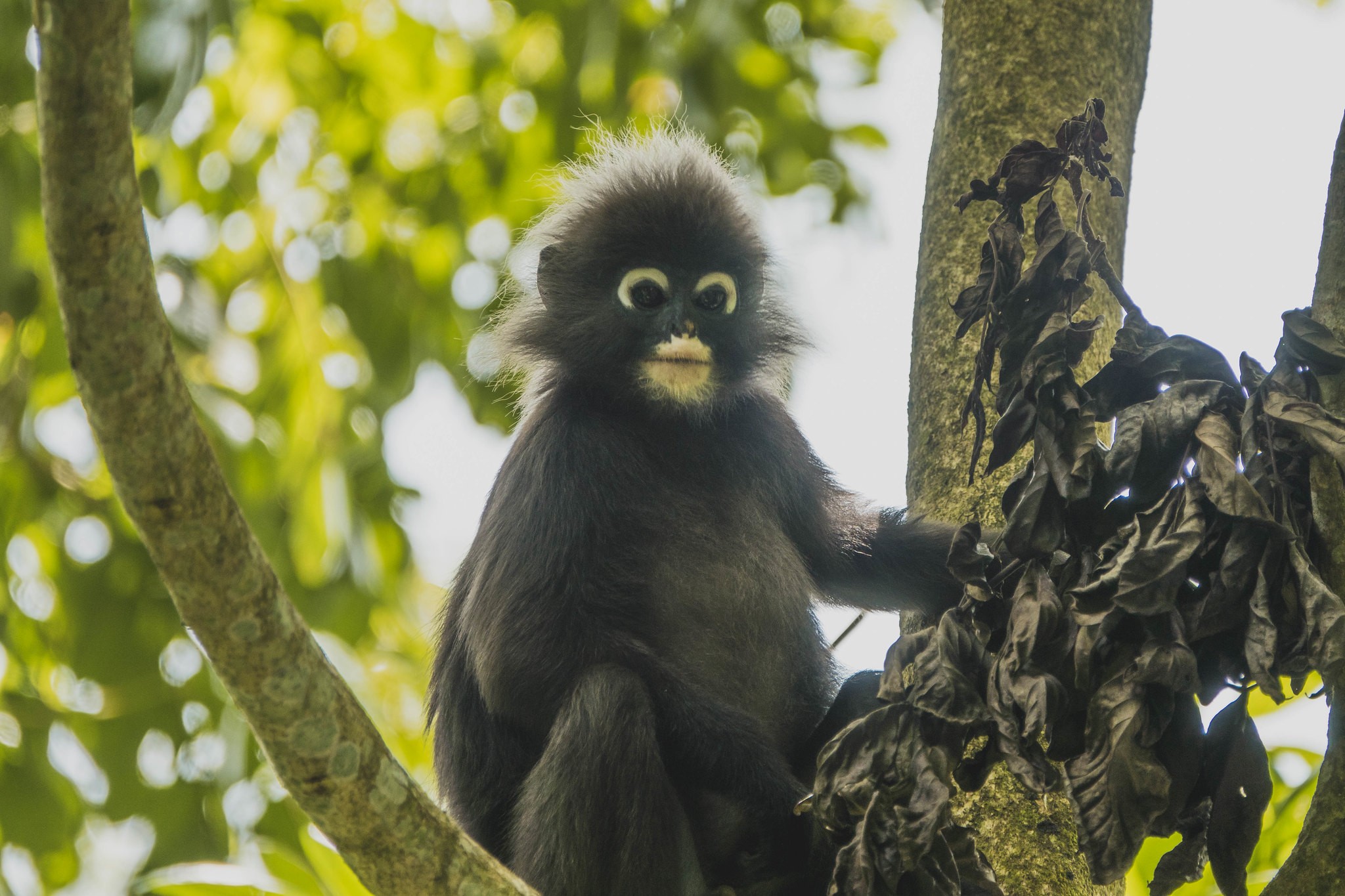 The Habitat Penang Hill: Diverse Rainforest Experience 