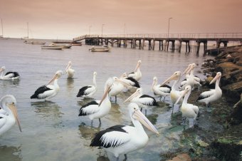 Pelicans ©SATC/Adam Bruzzone