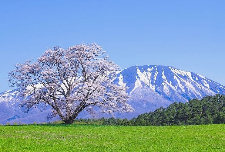 岩手县-小岩井牧场