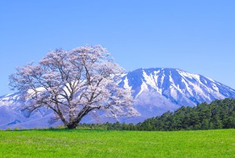 Koiwai Farm, IWATE