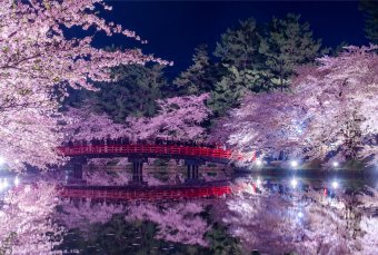 Hirosaki Cherry Blossom Festival, AOMORI