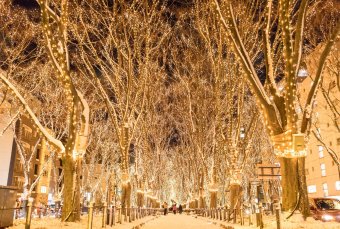 Sendai Pageant of Starlight Winter Illumination, MIYAGI