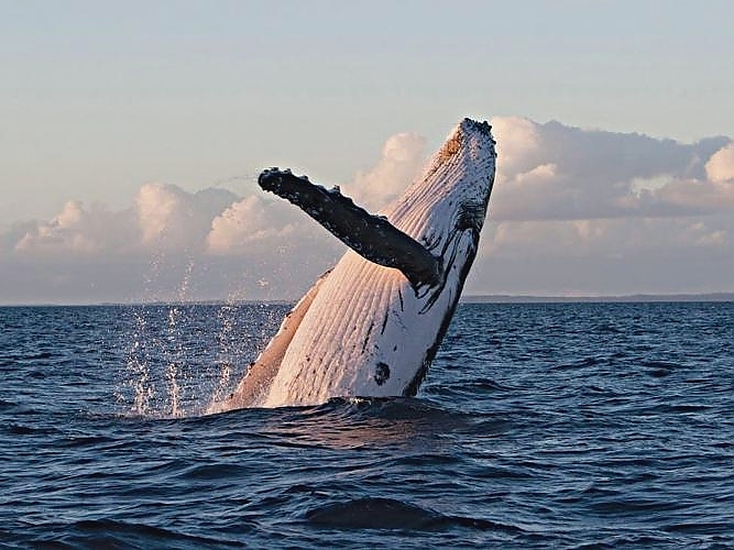 Pacific Whale ©Pacific Whale Foundation Eco Adventures Australia