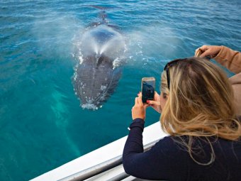 Whale watching ©Pacific Whale Foundation Eco Adventures Australia