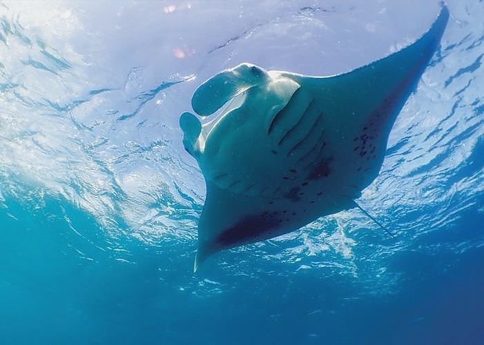 Manta at Hanifaur Bay