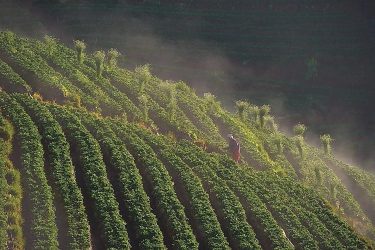 Royal Agricultural Station Angkhang