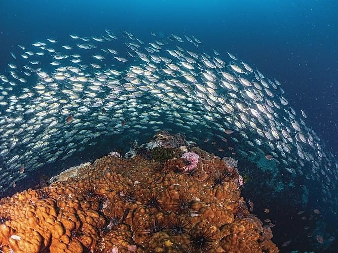 Sardines on a coral reef