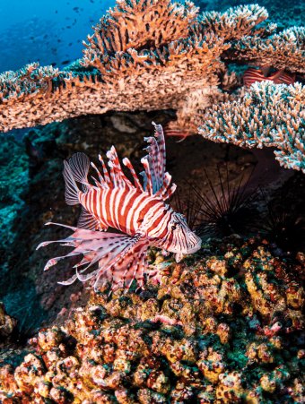 Stunning Red Lion Fish