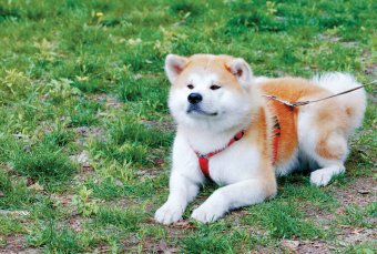 Akita Dog, AKITA