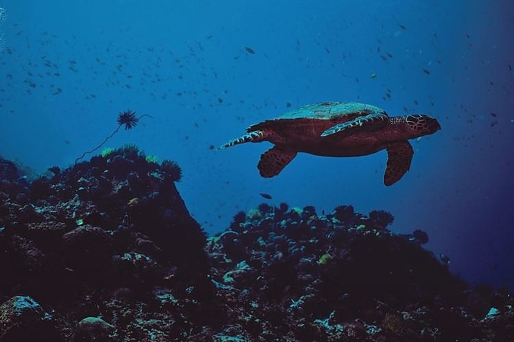 Apo Island © Giachen's World on Unsplash