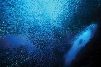 Sardines Moalboal © Wowie Wong