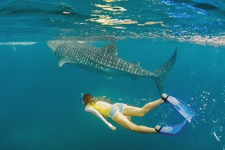 Whaleshark of Oslob