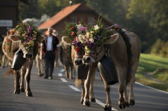 Entlebucher Alpabfahrt in Schuepfheim ©UNESCO Biosphaere Entlebuch_Nelson da Silva