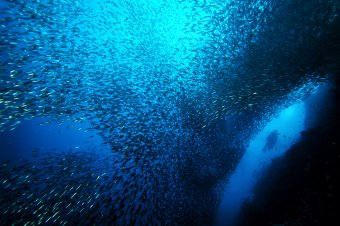 Cebu Moalboal Sardine Run ©Wowie Wong