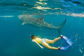 Cebu Whale Shark of Oslob