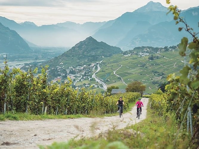 Vignoble à vélo