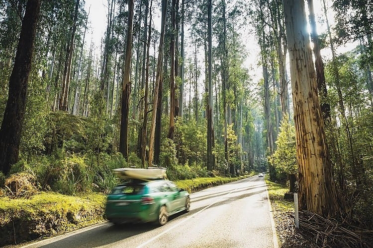 Black Spur Drive, Yarra Valley & Dandenong Ranges