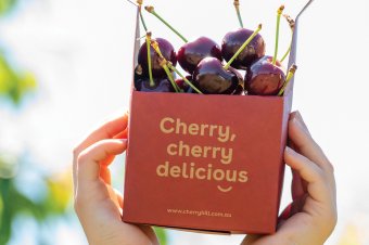 Fresh cherries picked straight from the orchards at CherryHill