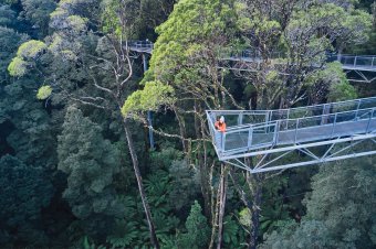 Otway Fly Treetop Adventures