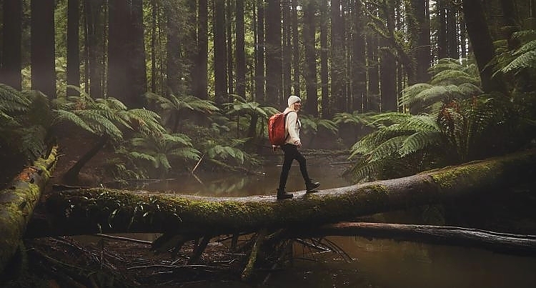 Redwoods hike, Otways