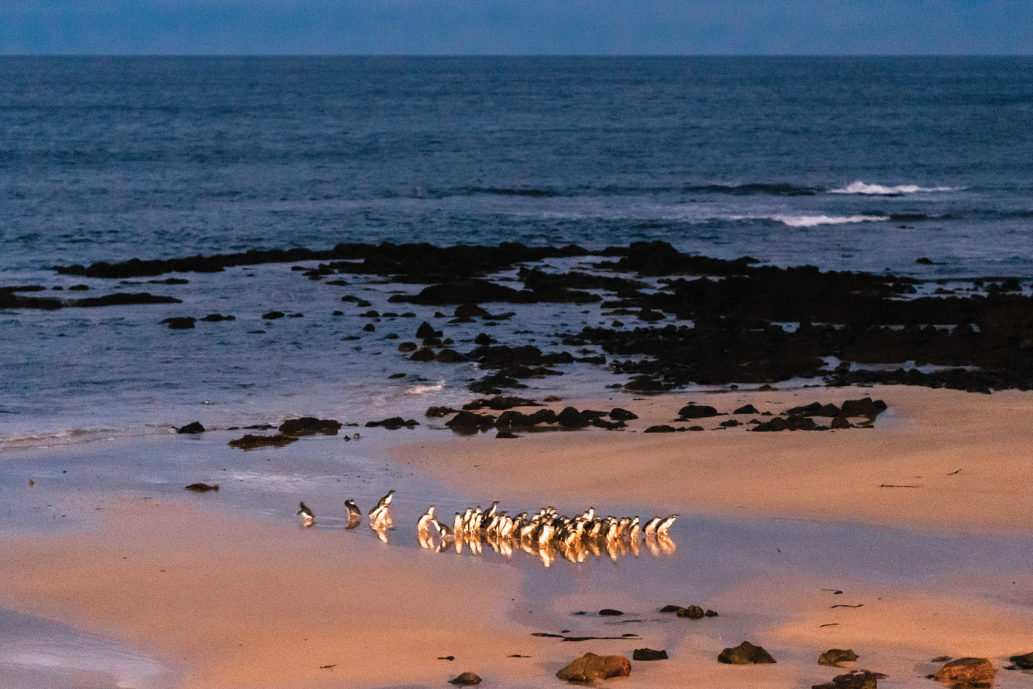 Melbourne, Victoria: Phillip Island-Victoria’s Island Sanctuary