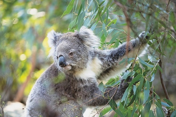 Koala-Conservation Reserve Nature Parks