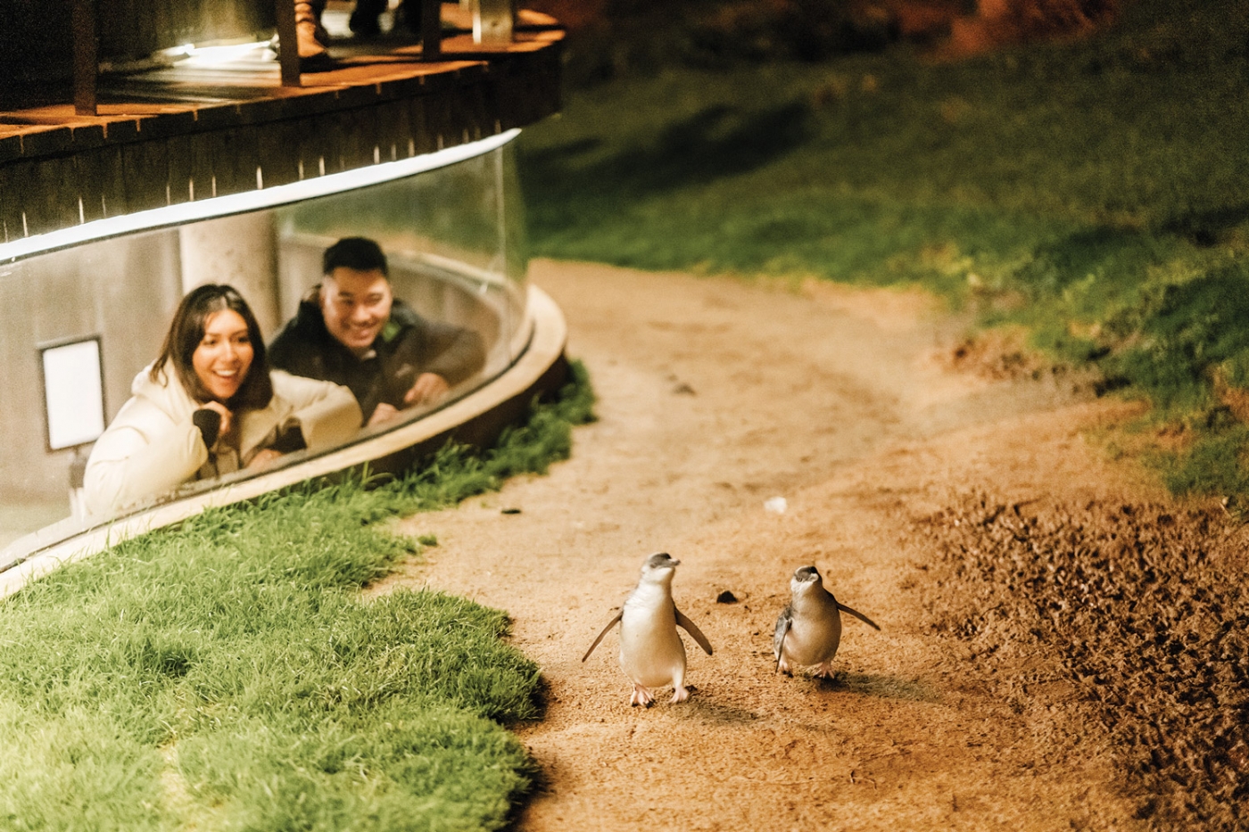 Penguin Parade Underground Viewing