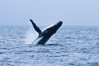 Wildlife Coast Cruises - Winter Whale Cruise