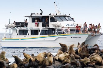 Wildlife Coast Cruises - Seal Cruise