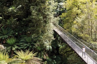 Tarra Bulga National Park