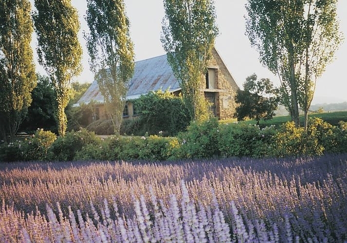Lavandula Lavender Farm