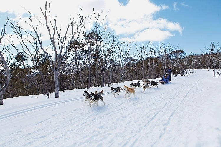 Dog Sledding