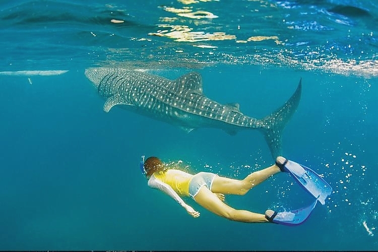 Whaleshark of Oslob