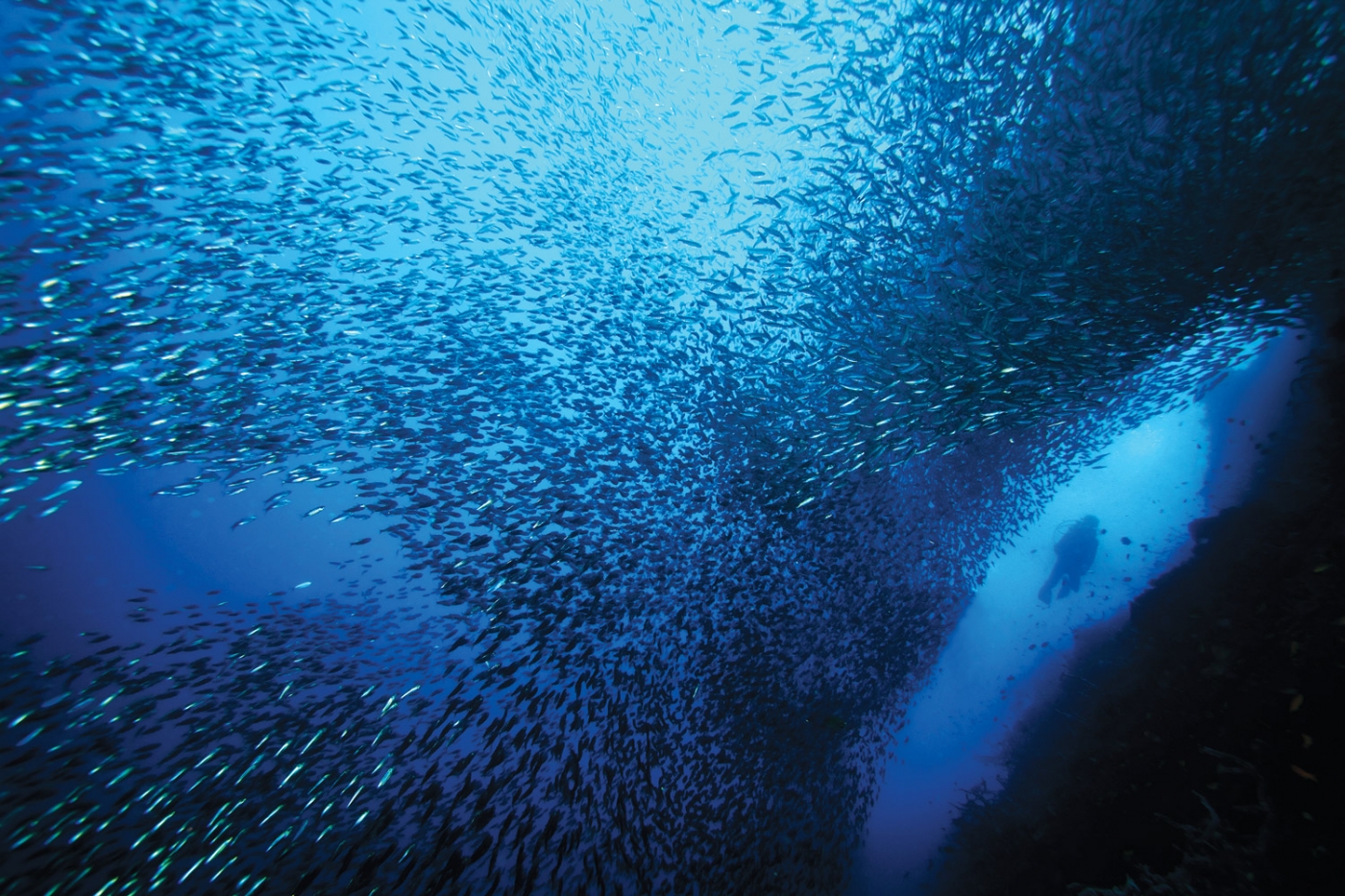 Moalboal Sardine Run ©Wowie Wong