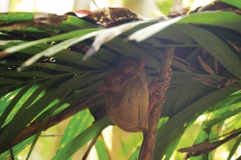 Tarsier Conservation Area