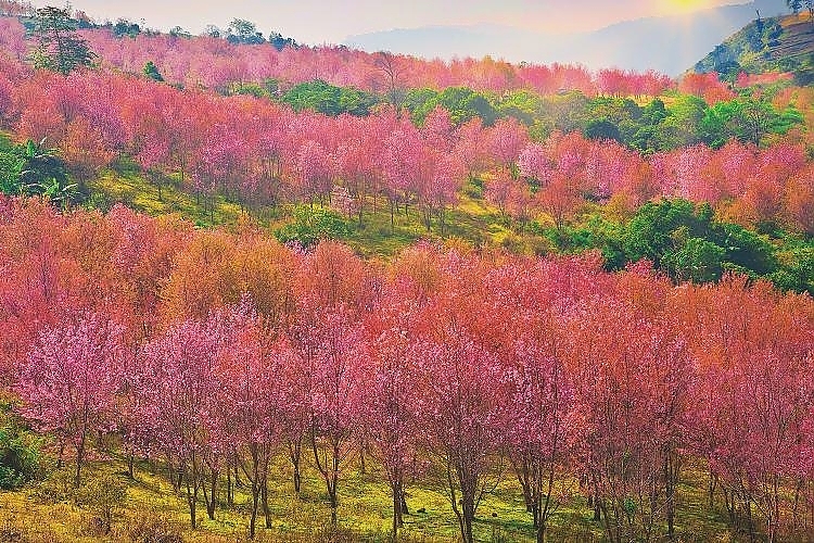 Phu Lom Lo-Cherry Blossom