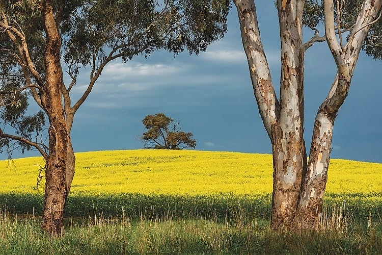 Canola fields at Grampians