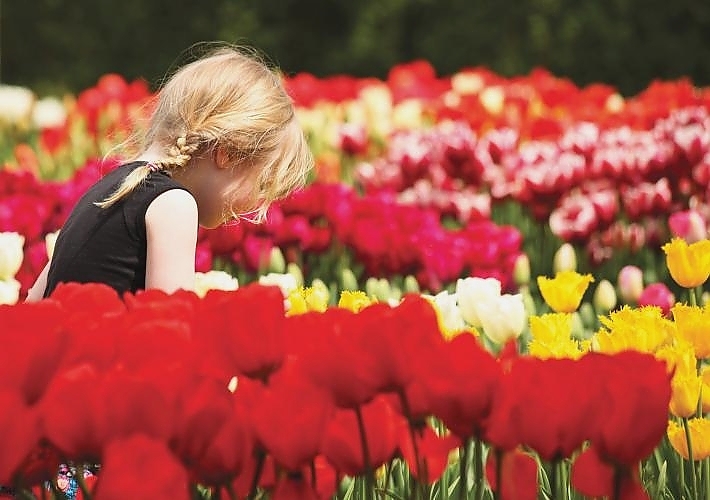 Tesselaar Tulip Festival 