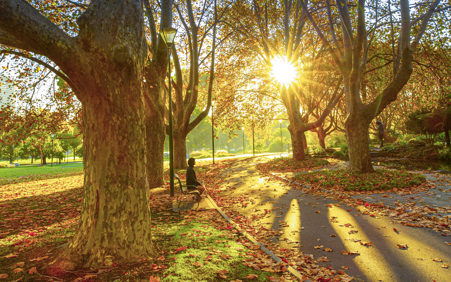 Spectacular autumn colours in Melbourne, Victoria: Chapter 1