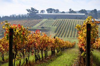 Levantine Hill in Autumn Yarra Valley and Dandenong Ranges