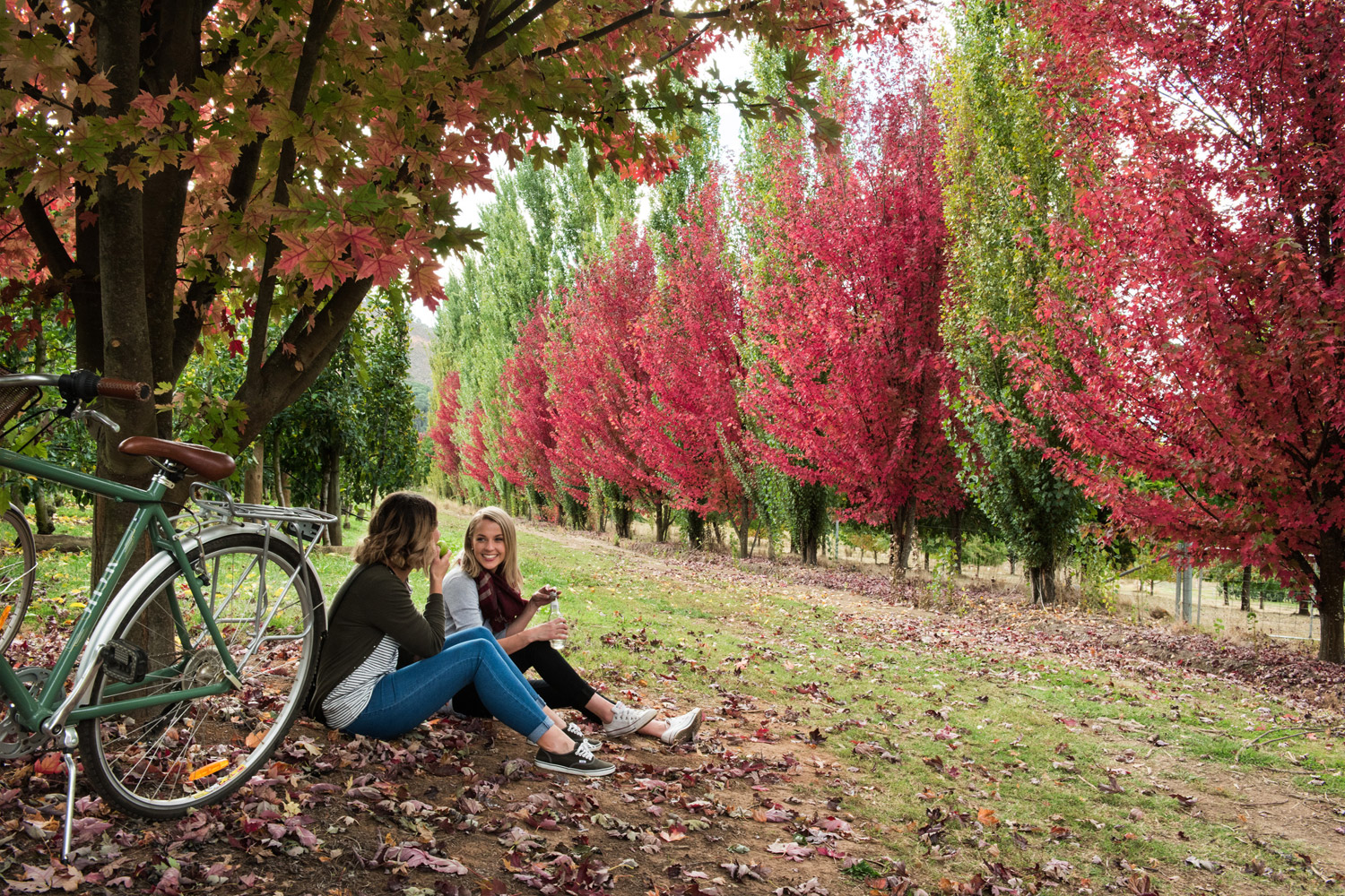 Spectacular autumn colours in Melbourne, Victoria: Chapter 2