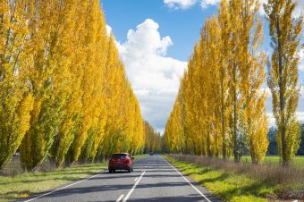 Road to Buxton Yarra Valley, Dandenong Ranges