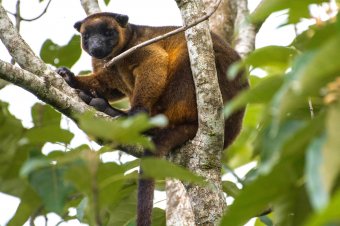 Lumholtz Tree Kangaroo, Atherton Tablelands © FNQ Nature Tours